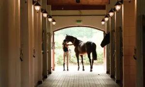 W ośrodku jeździeckim Golden Horse młoda kobieta pieści konia przy wyjściu z boksu.