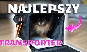Transporter do samolotu dla psa: jak uniknąć problemów w podróży