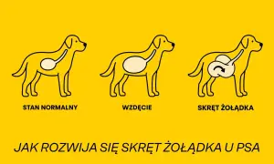 Ilustracja pokazuje trzy etapy: normalny stan żołądka psa, wzdęcie i niebezpieczny skręt żołądka.