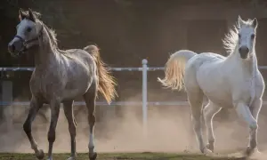 Zwiedzanie stadniny koni w Janowie Lubelskim - atrakcje i ceny biletów