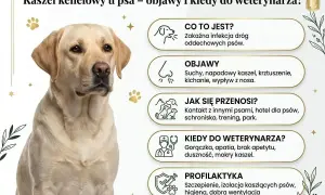 Labrador z objawami kaszlu kenelowego u psa: suchy kaszel, kichanie, gorączka. Informacje o przyczynach i profilaktyce.