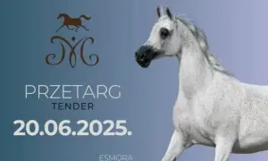 Stadnina koni na sprzedaż – najlepsze oferty koni czystej krwi