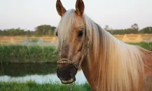 Piękny koń palomino z długą, jasną grzywą na tle zielonej łąki i stawu. Stadnina koni palomino w pełnej krasie.