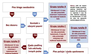 Schemat odrobaczania psów: od swobodnego biegania, przez kontakt z innymi psami, po zjadanie padliny. Określa grupy ryzyka i częstotliwość odrobaczania.