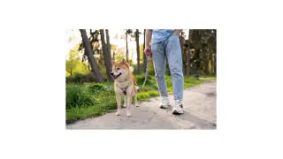 Shiba Inu na smyczy w parku. Wskazówki, jak nauczyć psa chodzić na smyczy, pokazane na przykładzie spaceru.