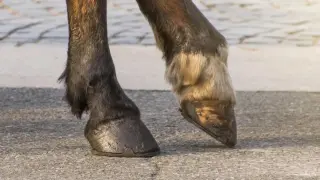Dwa końskie kopyta, jedno ciemne, drugie jaśniejsze, stoją na szarej nawierzchni.