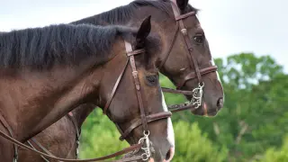 Dwa konie w brązowych rzędach, z których jeden ma widoczny munsztuk, patrzą w bok na tle zieleni.