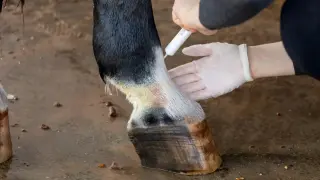 Leczenie grzybicy u konia. Weterynarz aplikuje maść na nogę konia, która ma objawy infekcji grzybiczej.