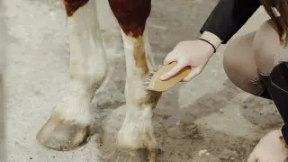 Dłoń szczotkuje nogę konia, usuwając błoto. Widać kopyta i brązowo-białe umaszczenie.