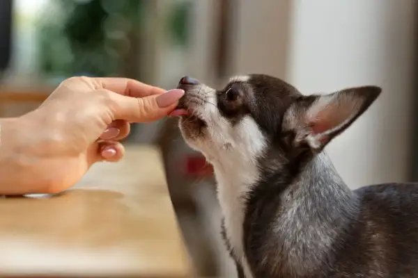 Chihuahua zjada smakołyk z ręki. Dostępne są leki przeciwbólowe dla psa bez recepty, które pomogą mu poczuć się lepiej.