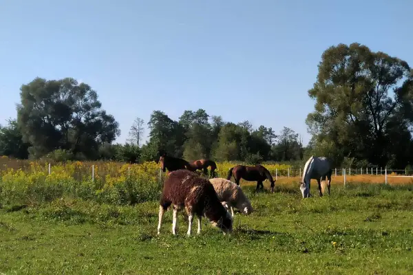 Stajnia Pasat Wielki Bór: konie i owce pasące się na zielonej łące, w tle las i żółte kwiaty.