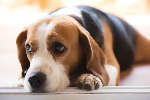 Smutny beagle z opuszczonym pyskiem, być może cierpiący na niewydolność trzustki u psa. Jego oczy wyrażają zmęczenie i ból.