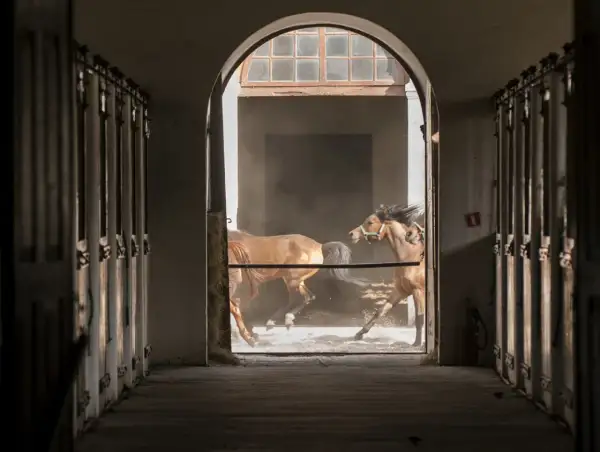 W stadninie koni caballo dwa kare konie galopują przez zakurzone wnętrze, ich grzywy rozwiewają się na wietrze.