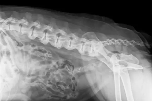RTG kręgosłupa psa z widocznymi zmianami zwyrodnieniowymi, wskazującymi na spondylozę. Widoczne zrosty międzykręgowe.
