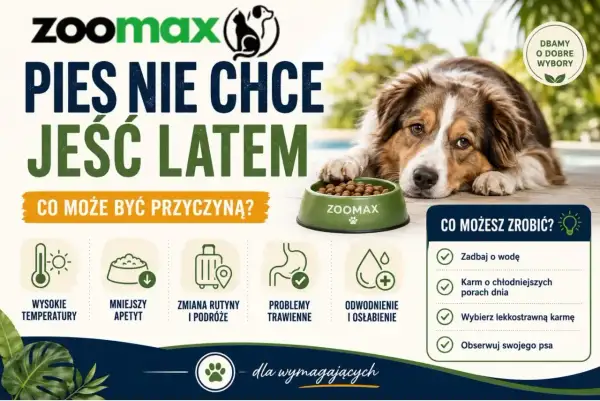 Pies nie chce jeść latem? Wysokie temperatury, zmiana rutyny, problemy trawienne mogą powodować brak apetytu u psa. Zadbaj o wodę i lekkostrawną karmę.