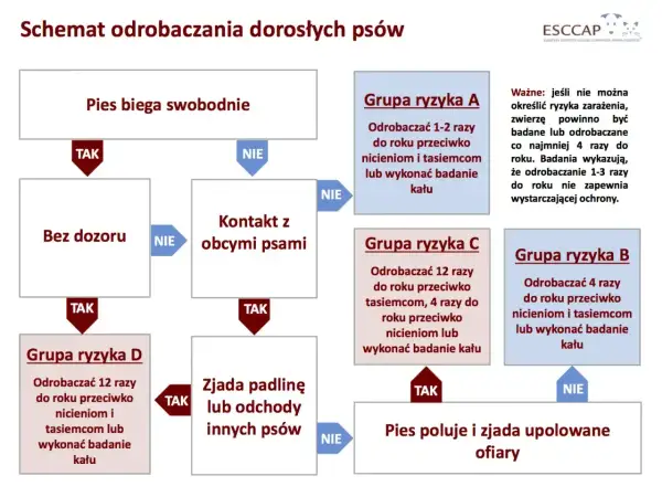 Schemat odrobaczania psów: od swobodnego biegania, przez kontakt z innymi psami, po zjadanie padliny. Określa grupy ryzyka i częstotliwość odrobaczania.